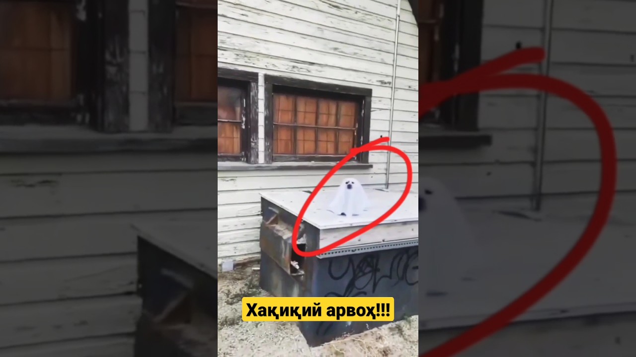 КАМЕРАГА ТУШИБ ҚОЛГАН АРВОХЛАР | камерадаги дахшатли тасвирлар | ЖИНЛАР | МАХЛУҚЛАР #shorts