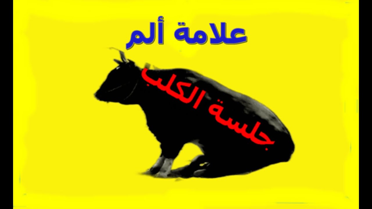 لغة الجسد فى الأبقار وكيف تقرأها /// أ.د/ أحمد سلامة