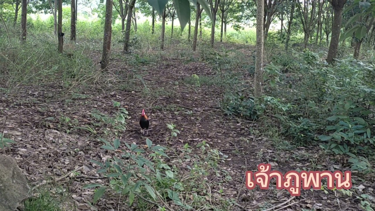 #ต่อไก่ป่าep14 ไก่ป่าหนุ่มๆกำลังหัดขัน ห่วงถิ่นมาก ลุ้นไปพร้อมกันครับ16/10/2566