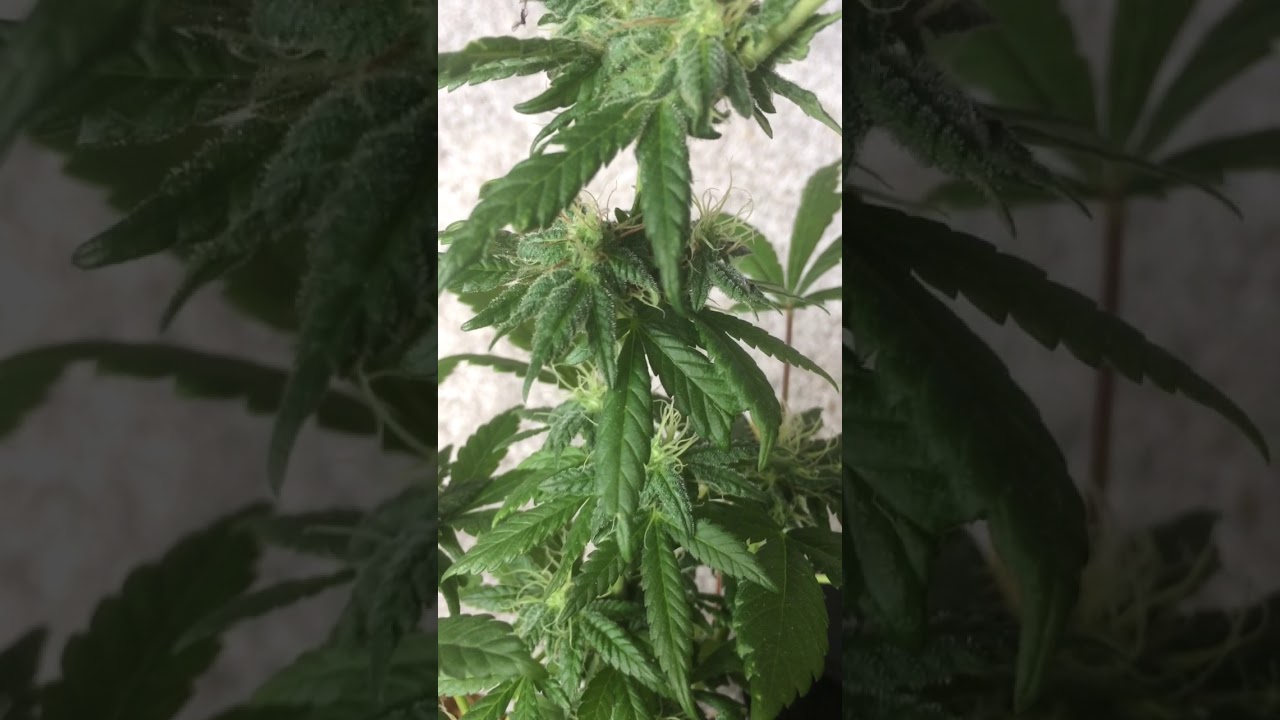 Ruderalis indica crossed with master kush