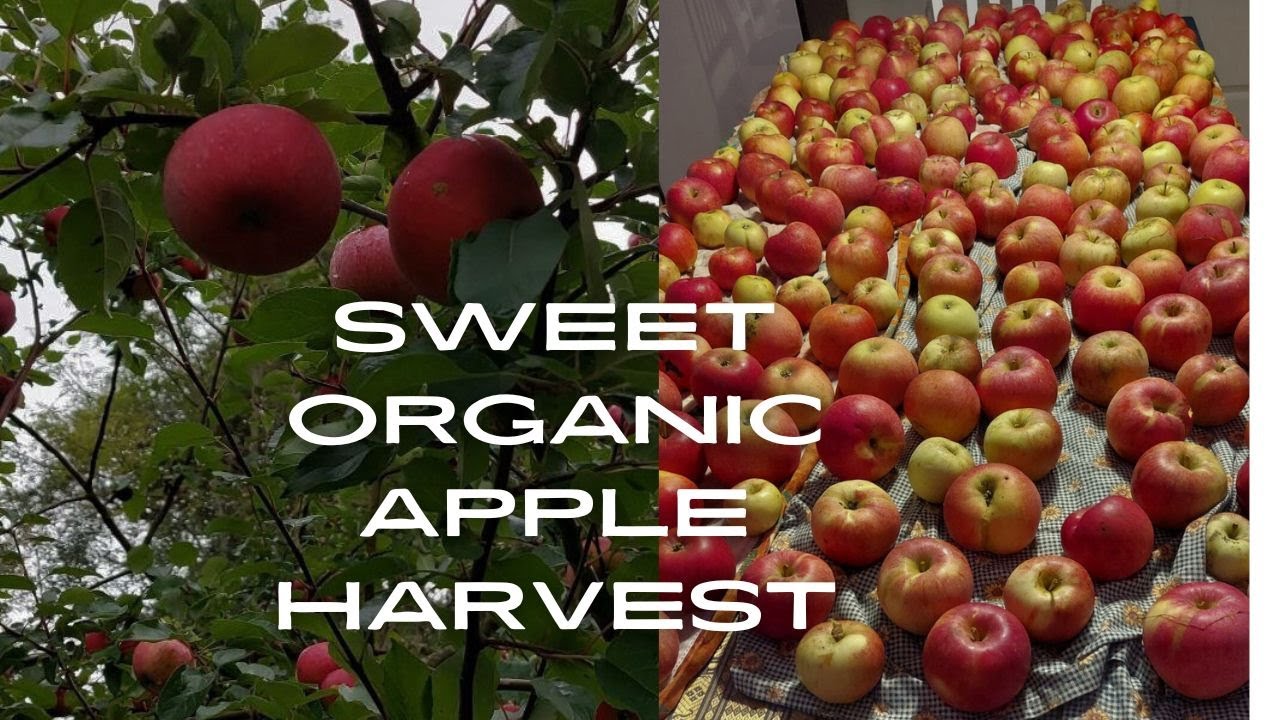 Sweet Organic Apple Harvest 2023 | Gardening and prepper