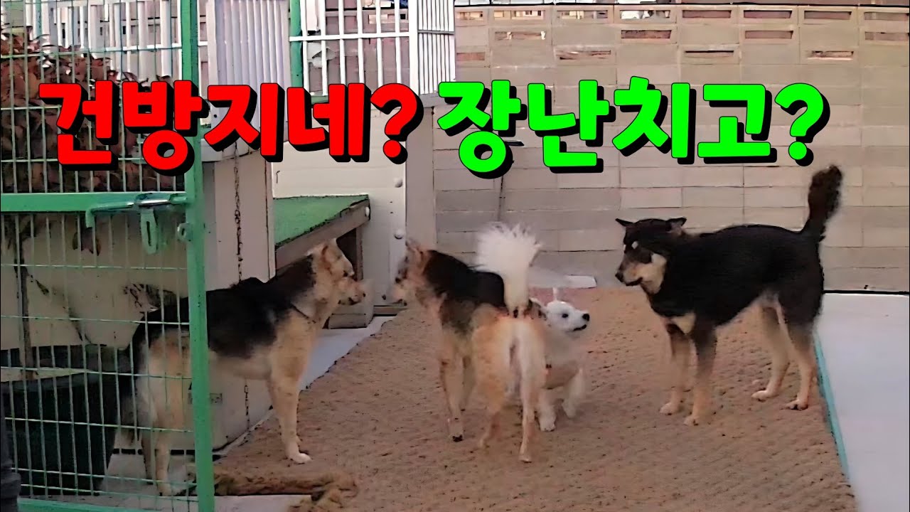 공격 당해도 참고,피하는 진돗개 암컷 탱자!