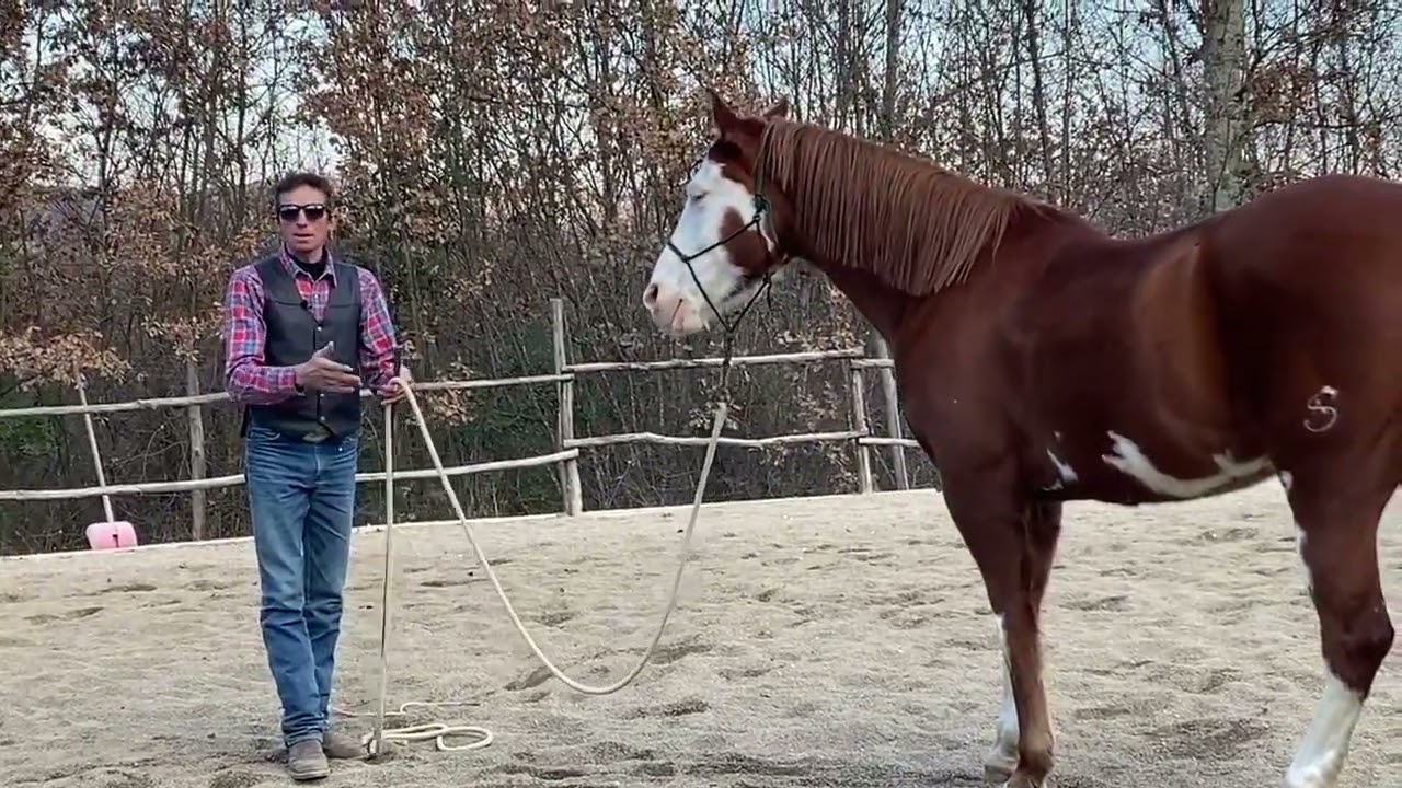 Cavallo che non mantiene l'andatura sul cerchio