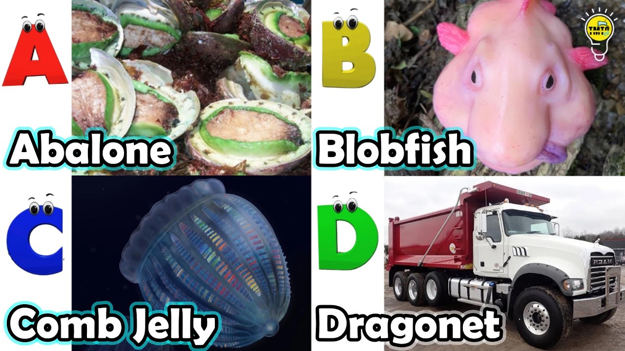 Learn Ocean Animal Names | ABC Sea Animals song | Most Popular Sea Creatures | Alphabets Kids Song
