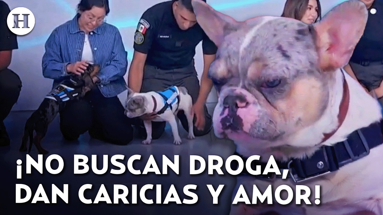 ¡Delta, Mamut, Marshal y Tacho! Ellos integran el escuadrón canino de apoyo emocional del AIFA
