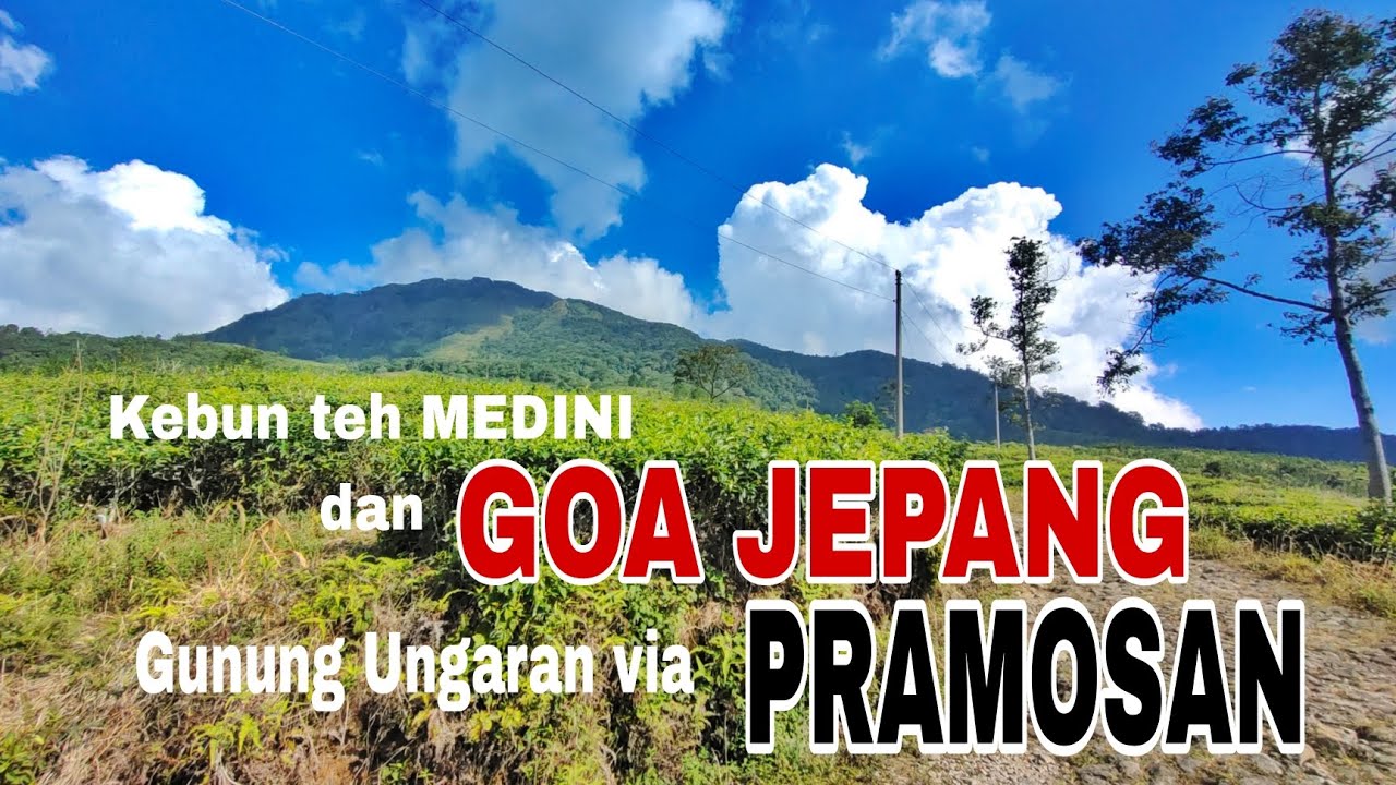INILAH KONDISI TERKINI GOA JEPANG, ADA AREA CAMPINGNYA | BASECAMP PRAMOSAN, KEBUN TEH MEDINI.