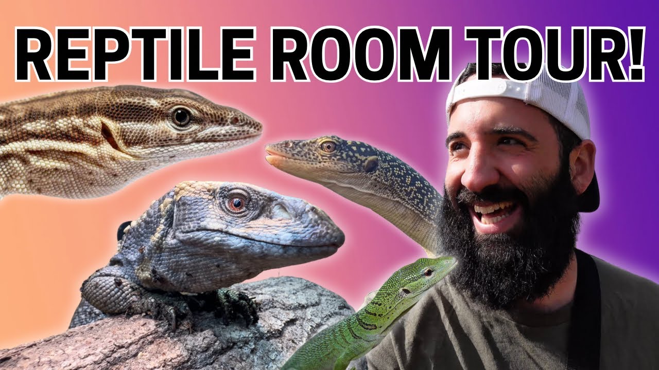 REPTILE ROOM TOUR FULL OF MONITOR LIZARDS! #ReptileRoom