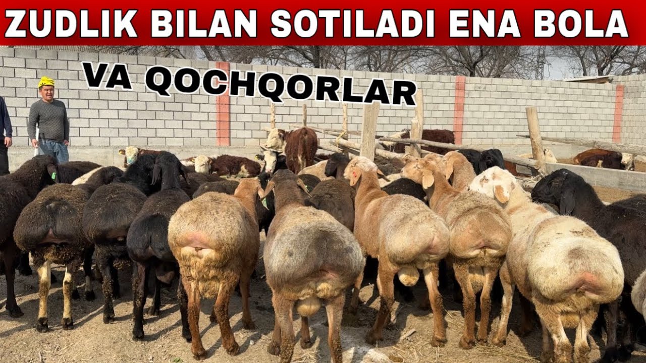 NARXI JUDA ARZON ZUDLIK BILAN SOTILADI