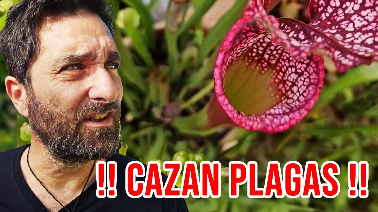 Cómo cuidar una planta carnívora en casa 🌱🍽️