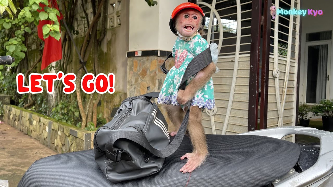 So cute! Monkey Kyo picks a lovely dress to go out with Dad!
