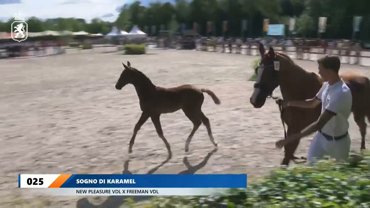 Sogno di Karamel: Nationale Veulen Keuring KWPN 1