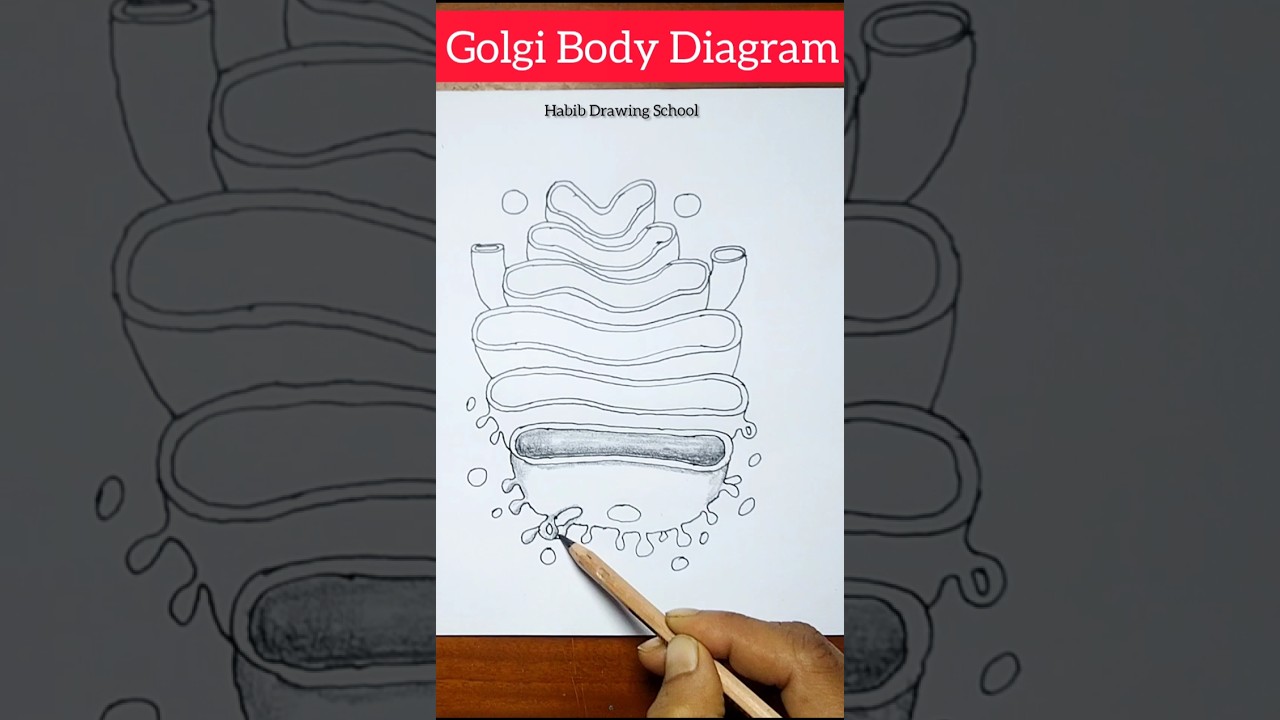 Golgi Body Diagram #shorts #golgibody #diagram #biology