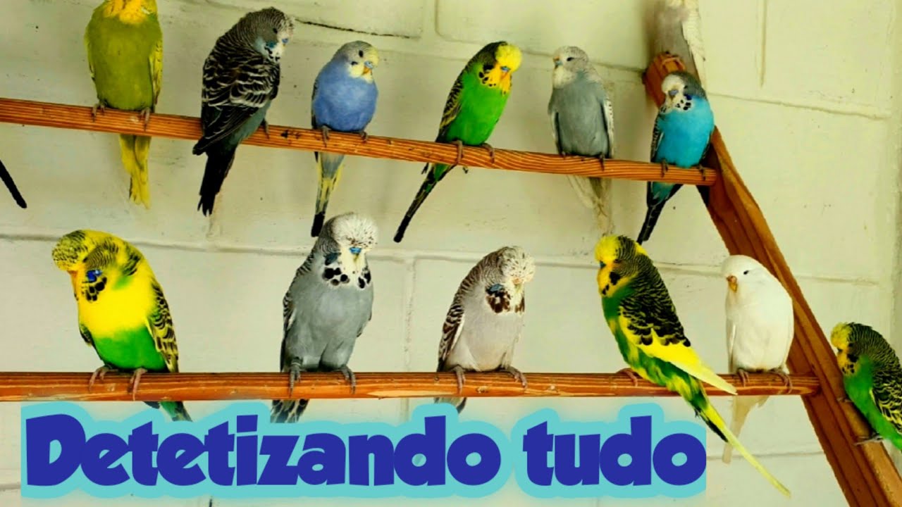 MELHOR FORRAGEM PARA CHÃO DE VIVEIRO - COMO DESINFETAR - COMO DETETIZAR