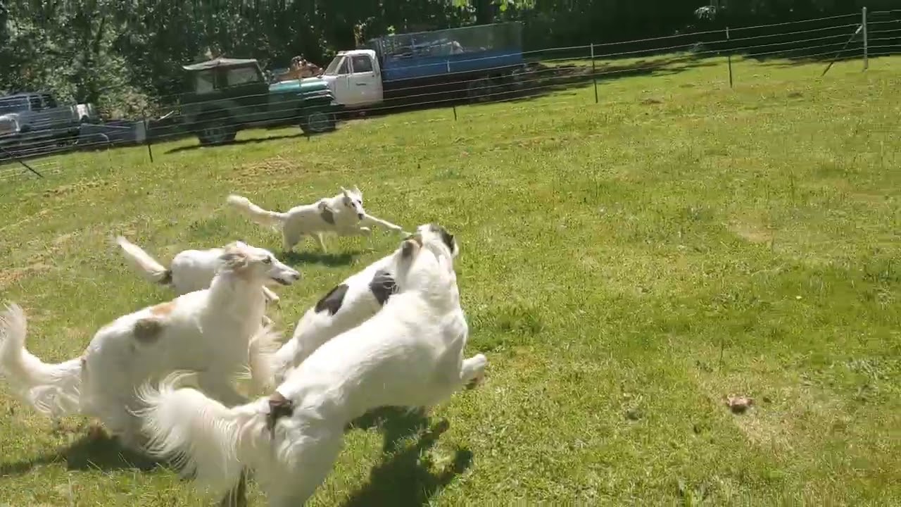A Bunch Of Silkens Run Around (With 1 Borzoi)