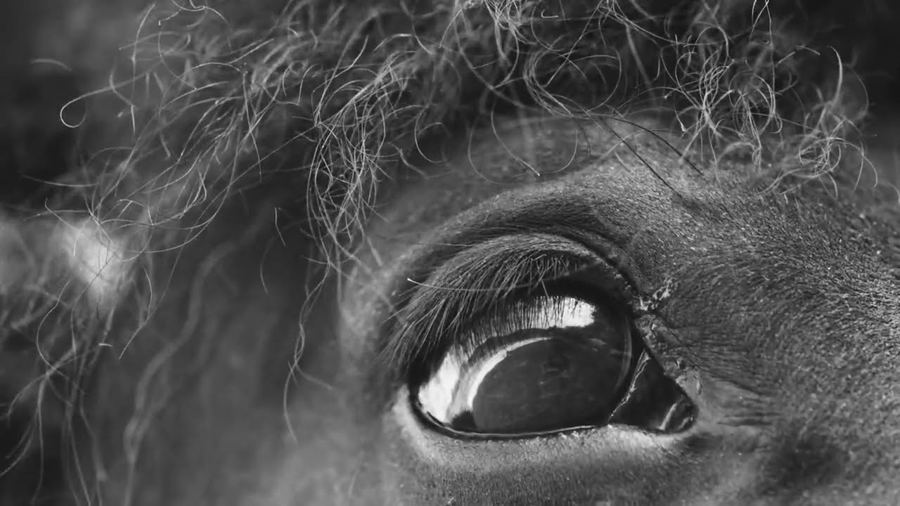 Laura Masotto - Dark Horse