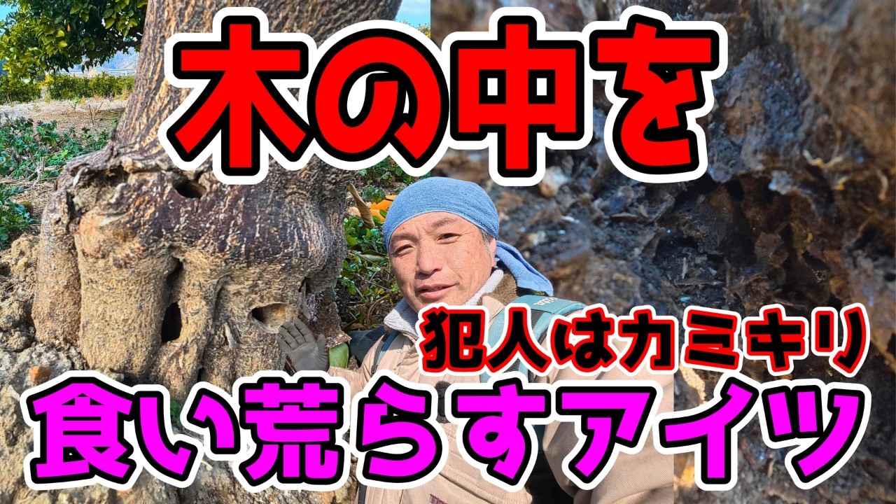【衝撃映像】カミキリムシの内部破壊…木の中はこうなる｜Beetle Damage Exposed