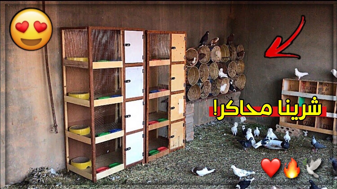 جوله في سوق الطيور + شرينا محاكر للحمام 🕊🔥😍
