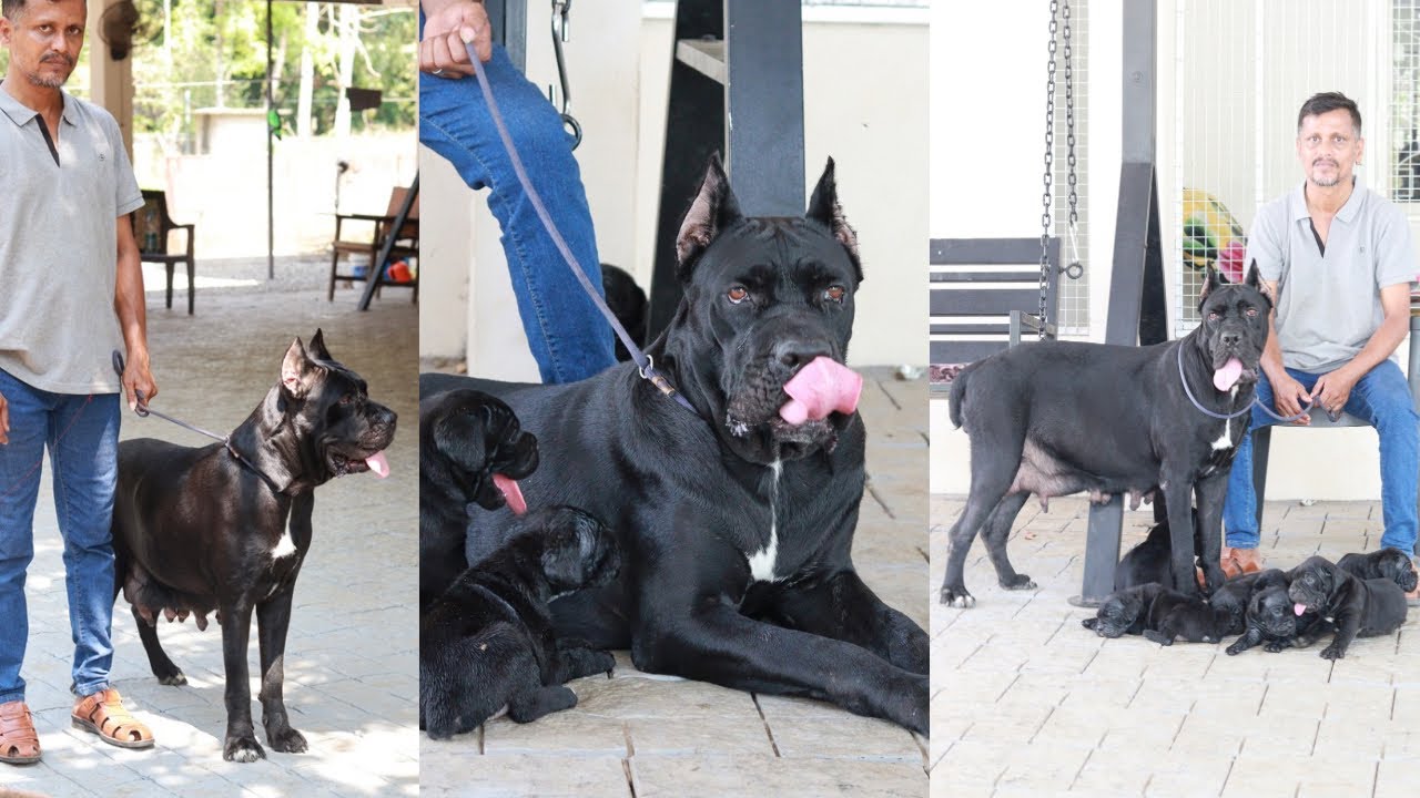 കുറഞ്ഞ വിലയിൽ കരിമ്പുലി കുഞ്ഞുങ്ങൾ Cane corso dog kennel 