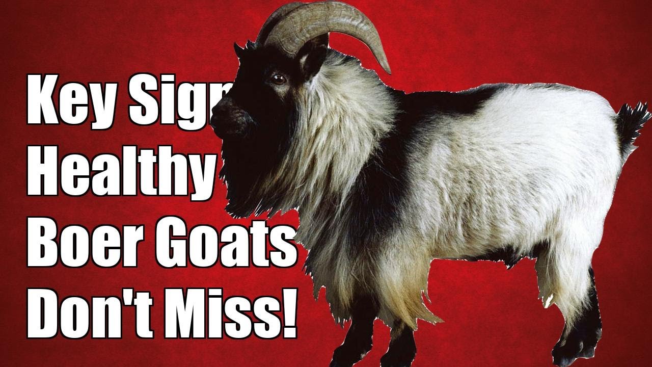 Don't Miss These Key Signs of Healthy Skin in Boer Goats!