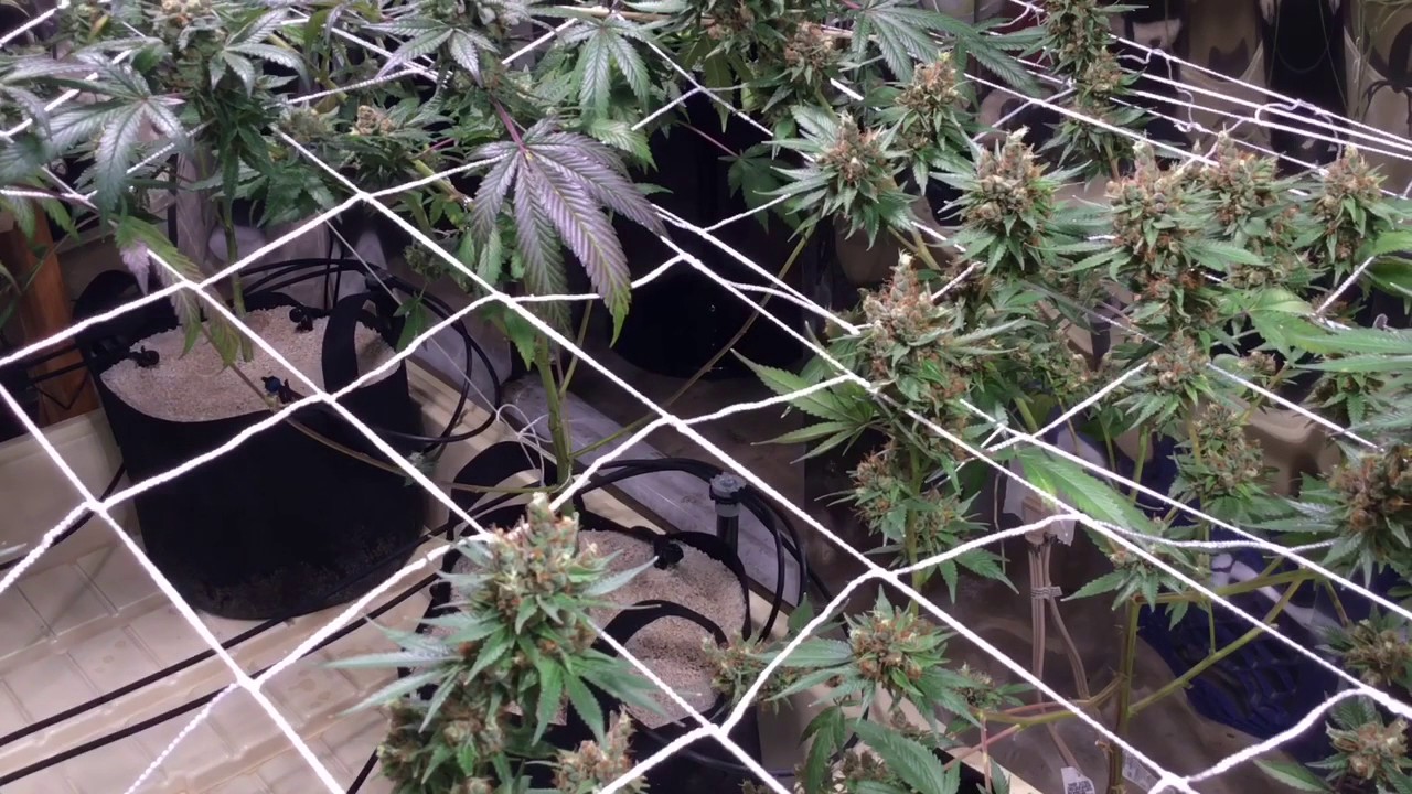 Indoor Scrog Grow Update: Week8 DAY52 Almost Done