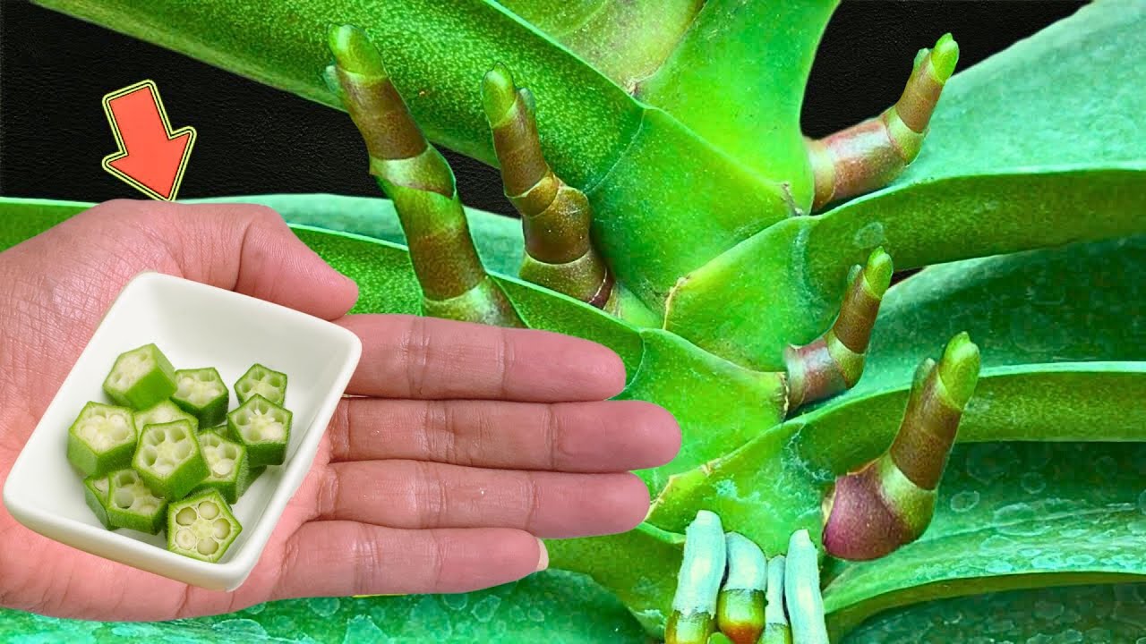 Just okra! Thousands of orchids bloom continuously all year round
