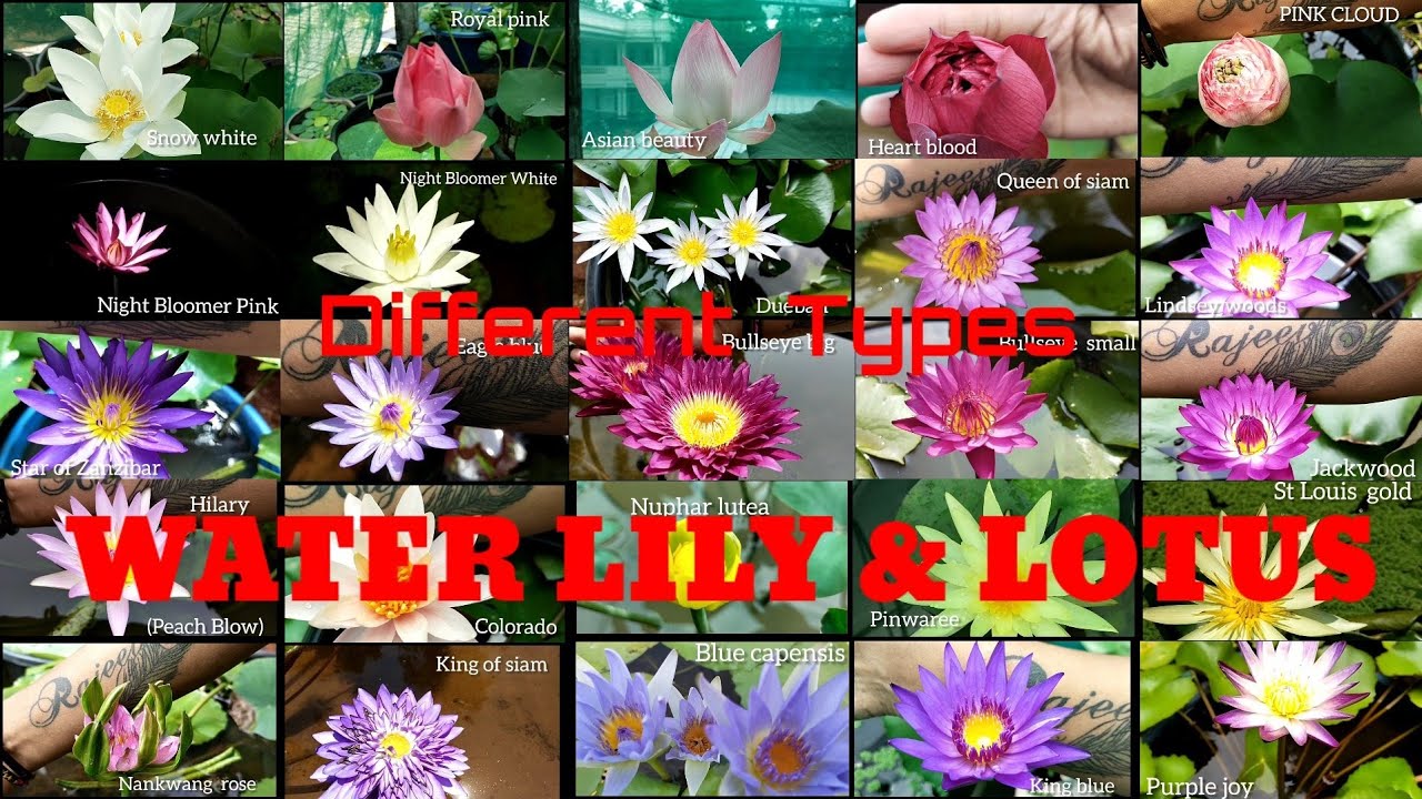 Different Types of WATER LILY & LOTUS