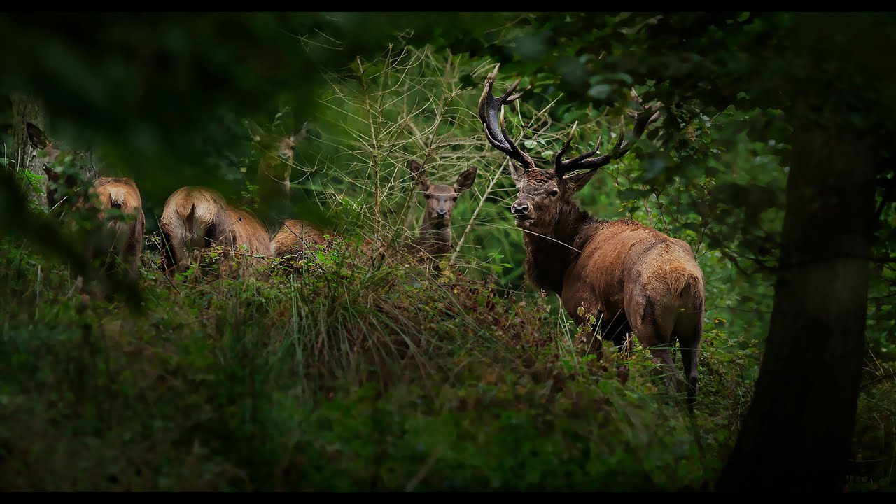Krondyr  - Red Deer - Wildlife - Hindsgav  Dk