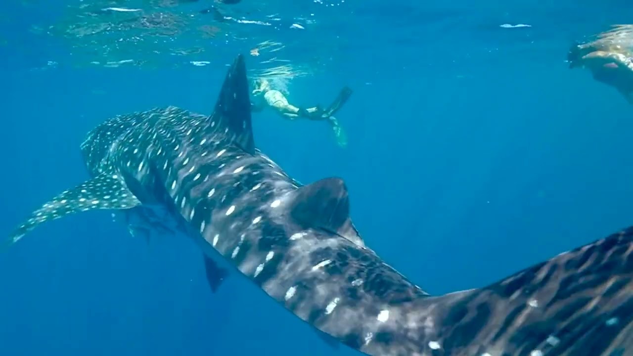 Rare! Sea Sounds of Whale Recorded by a Hydrophone