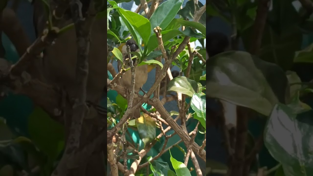 gubbachii godinalli kaddumucchi
