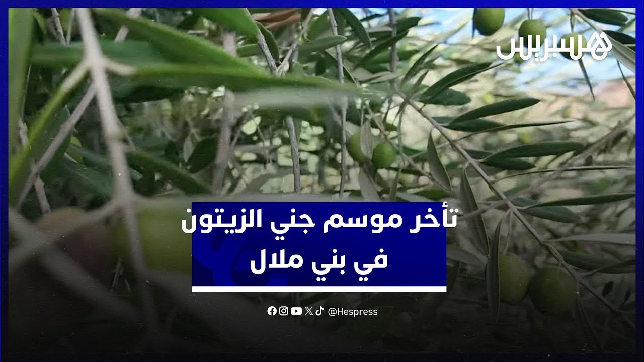 رغم توقعات وفرة الغلة.. تأخر الأمطار يتسبب في تعثر موسم جني الزيتون في منطقة بني ملال
