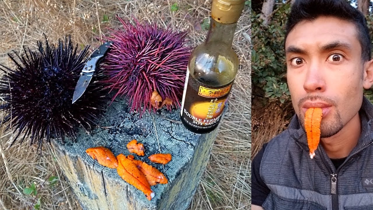 CATCH AND COOK Spiny Sea Urchin!!! (UNI)