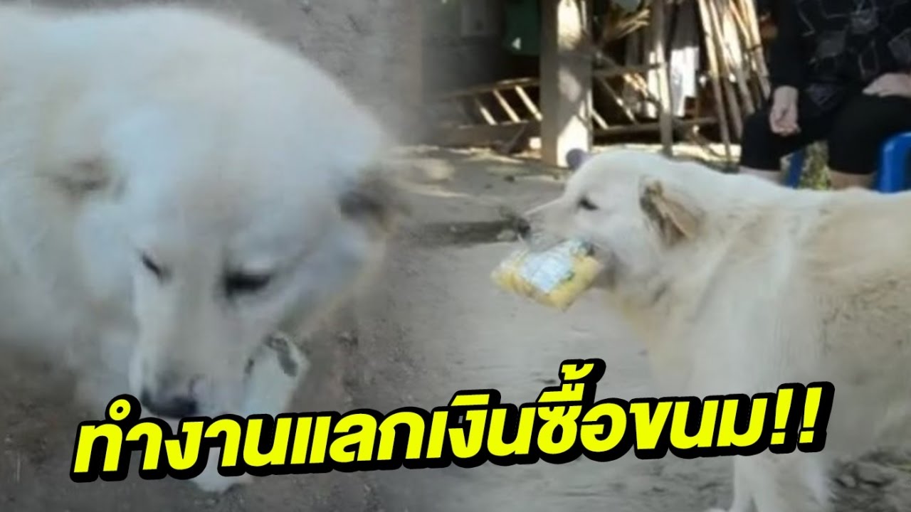 น้องหมาทำงานแลกเงินซื้อขนม | 07-03-60 | ข่าวเช้าสดใส