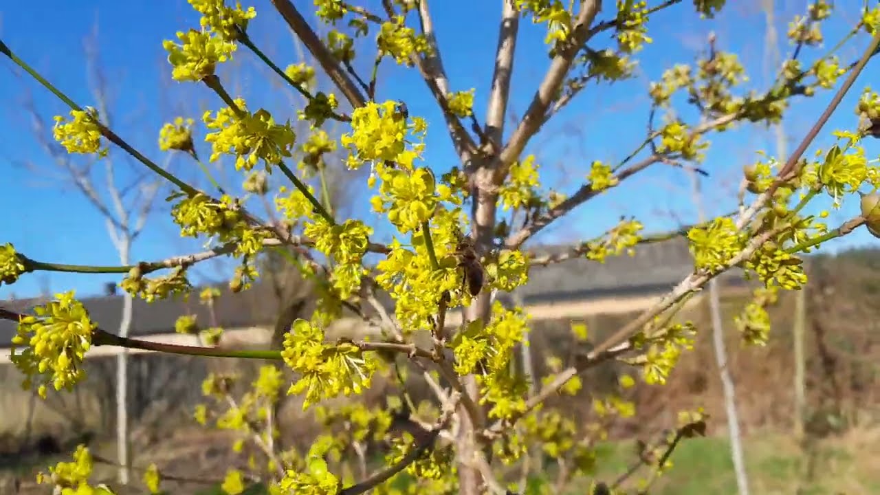 Bloeiende kornoeljekers ( Cornus mas Cv)