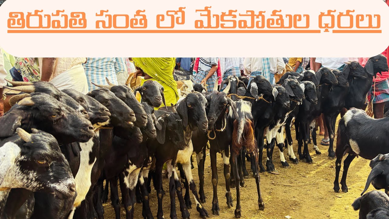 Tirupati Sheep market || goats Market