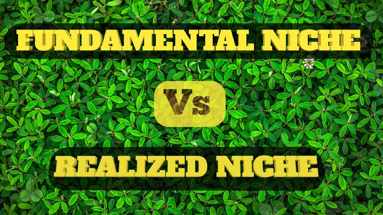 Fundamental niche vs realized niche | Fundamental niche versus realized niche examples (2020)