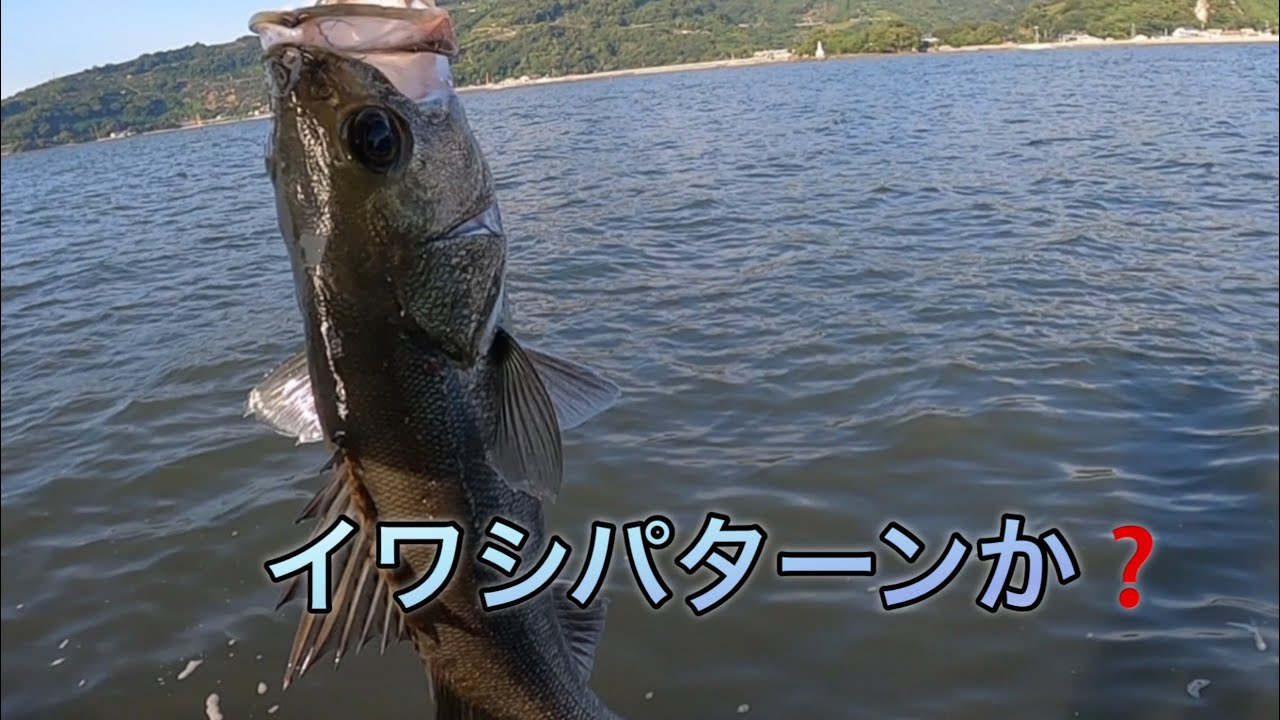 イワシパターンか？【熊本シーバス】