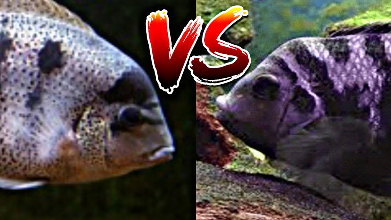 Vieja Argentea vs Ciclido Convicto