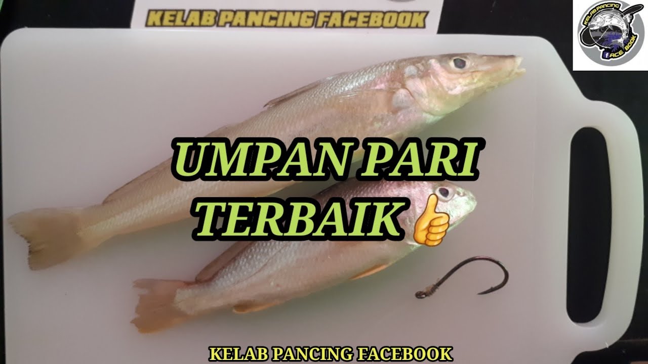 CARA-CARA POTONG DAN PASANG MATA KAIL UMPAN IKAN PARI PANTAI - TEKNIK SURFCASTING