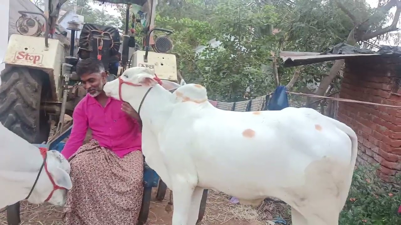 ఎద్దుల ప్రేమ ఎలా వుంటుందో చూడండి