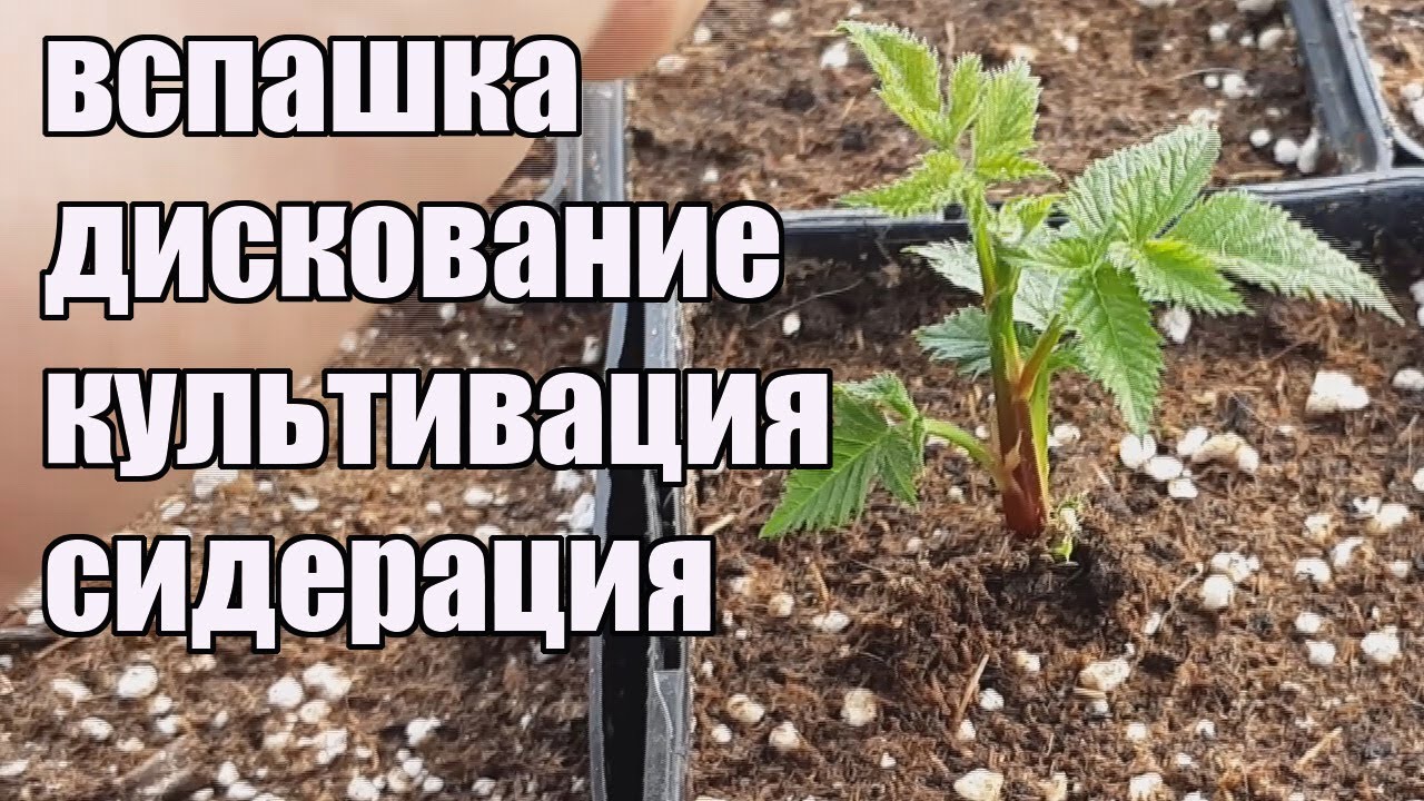Подготовка почвы для посадки ежевики и малины