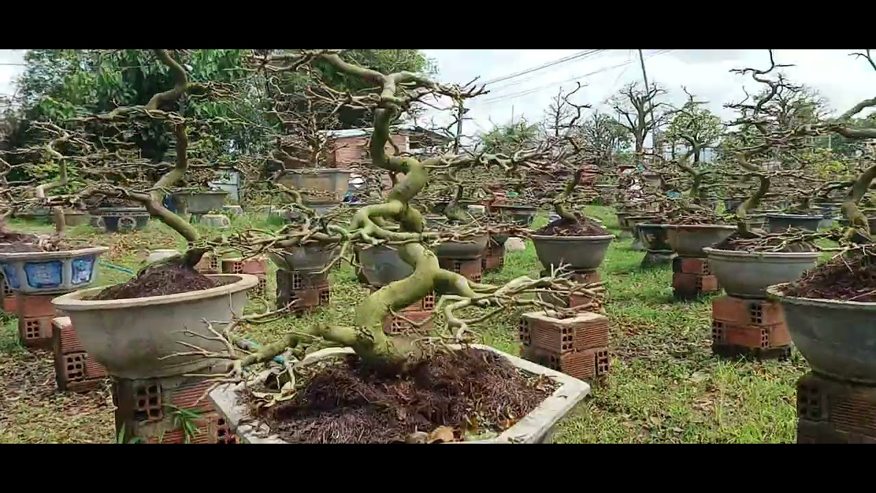 Gl ae 1 cây mai dáng long tông xưa. .bông giảo .0935633236