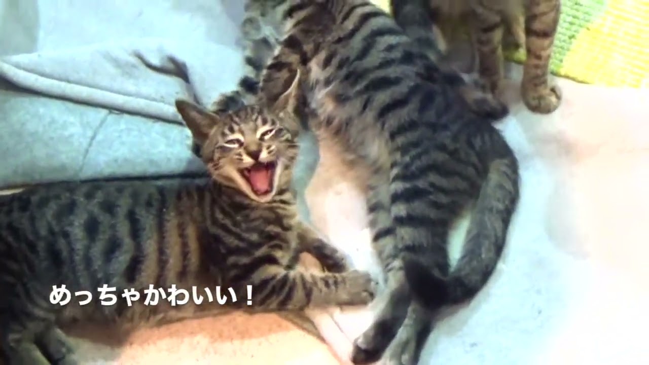 ニャンコカフェにいってきたぁ　切り抜き