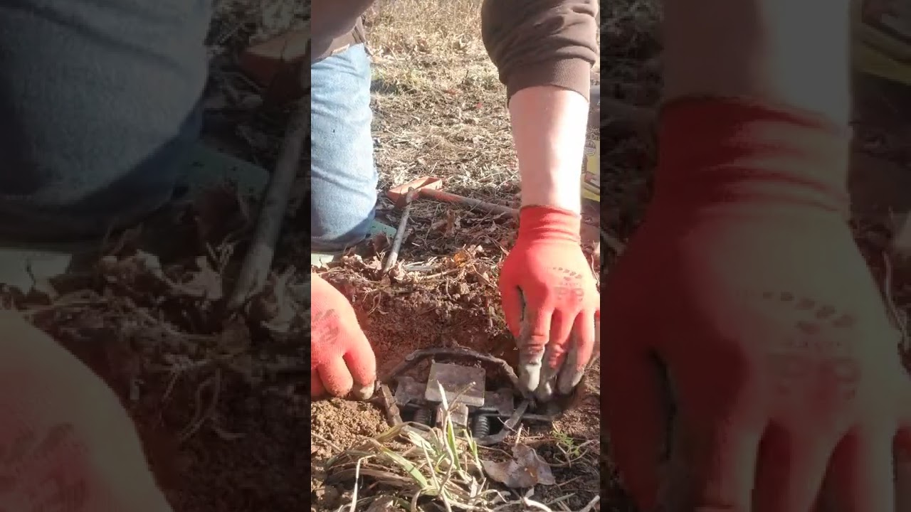 bedding  traps in wax dirt
