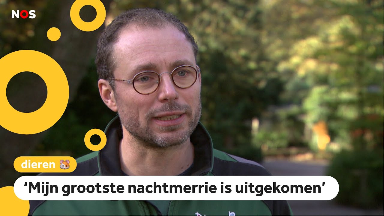 Verzorger Willem over de ontsnapte chimpansees
