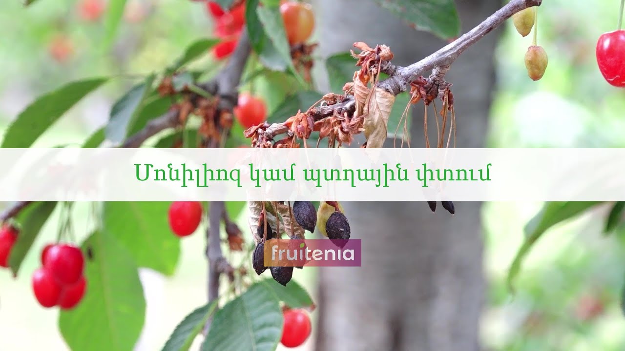 Մոնիլիոզ կամ պտղային փտում / Brown rot fungus