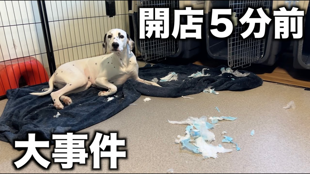 【大事件】開店５分前、完全にやられました。 #犬のいる生活 #家族 #愛犬 