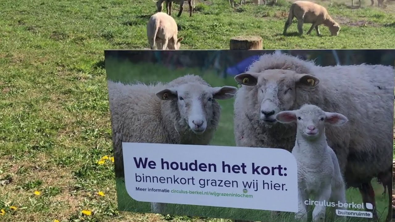 Schaapjes klaar voor het 'maaiwerk' in Eefde en Gorssel