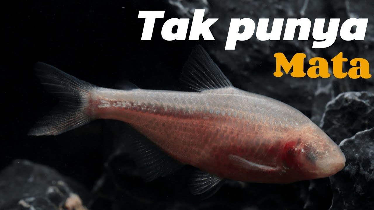 Mengenal ikan Blind Cave Tetra: Keajaiban Evolusi di Kegelapan Abadi.
