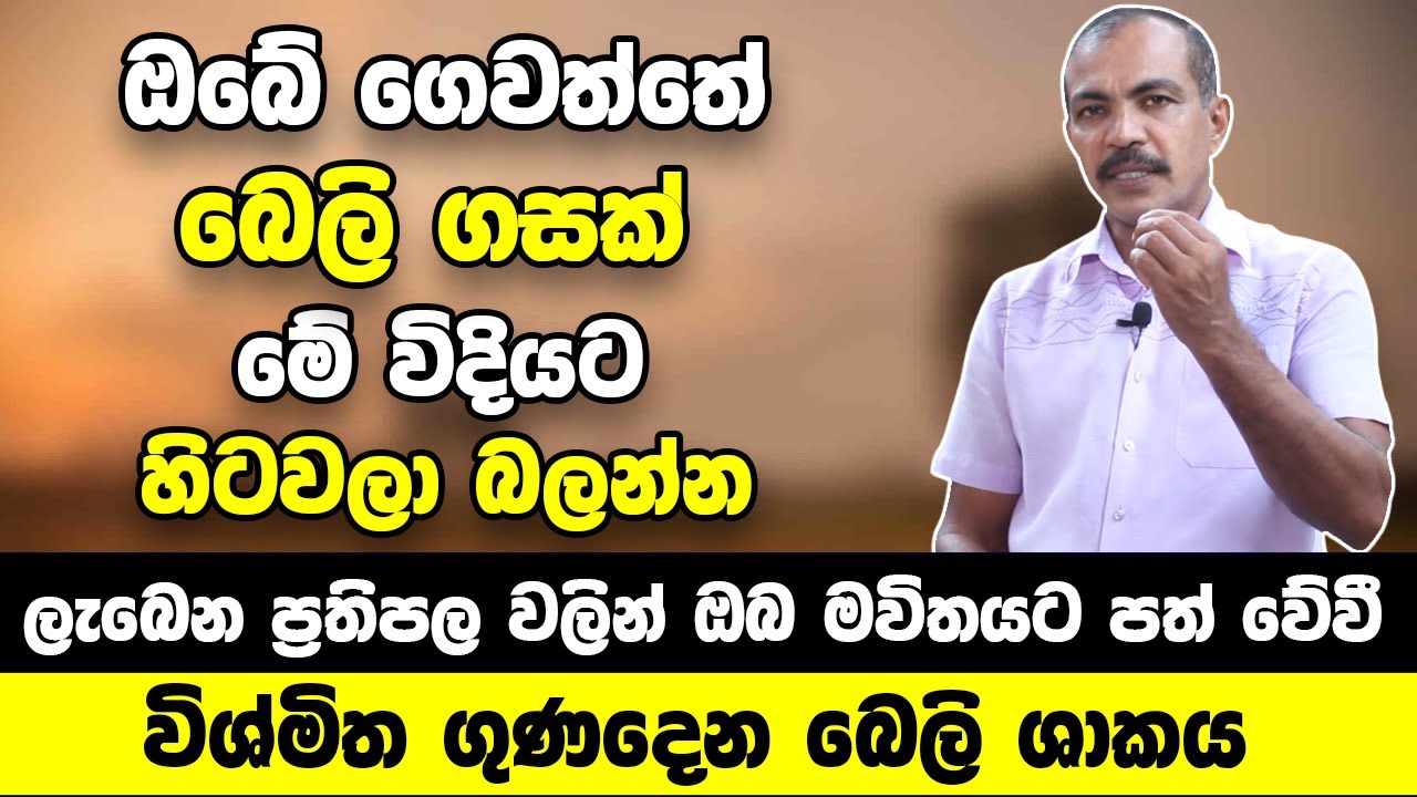 ඔබේ නිවසේ බෙලි ගසක් මේ විදියට හිටවලා බලන්න | ගෙදර දියුණුව බලන් ඉද්දි වැඩි වෙනවා | ඔබටම පුදුම හිතේවි!