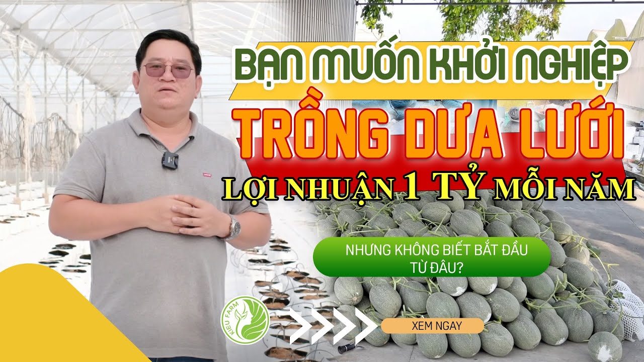 P2 - Giải đáp thắc mắc mô hình trồng dưa lưới trong nhà màng | Ninh Nguyễn Official